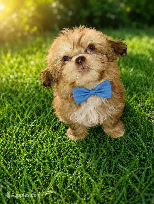 Tedd E. Bear – Shihpoo puppy for sale in Madisonville, KY