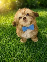Tedd E. Bear, a male Shihpoo for sale in Madisonville, KY – 1 of 1