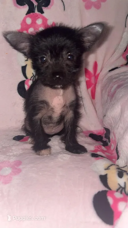 Wolfina, a female Chinese Crested and Yorkshire Terrier for sale in Madisonville, KY – Photo 1 of 7