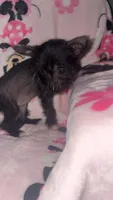 Wolfina, a female Chinese Crested and Yorkshire Terrier for sale in Madisonville, KY – Photo 2 of 7