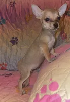 Brownie, a female Chihuahua for sale in Madisonville, KY – 2 of 3