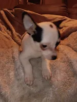 Turner, a male Chihuahua for sale in Madisonville, KY – 2 of 5