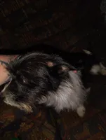 Sophie, a female Chihuahua and Chinese Crested for sale in Madisonville, KY – 4 of 5