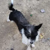 Sophie, a female Chihuahua and Chinese Crested for sale in Madisonville, KY – Photo 1 of 2