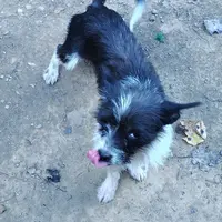 Sophie, a female Chihuahua and Chinese Crested for sale in Madisonville, KY – Photo 2 of 2