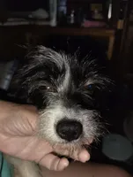 Sophie, a female Chihuahua and Chinese Crested for sale in Madisonville, KY – 5 of 5