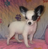 Snoopy, a female Chihuahua for sale in Madisonville, KY – 1 of 3