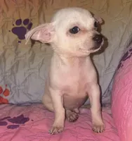 Polar, a male Chihuahua for sale in Madisonville, KY – 2 of 2