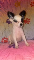 Snoopy, a female Chihuahua for sale in Madisonville, KY – 3 of 3