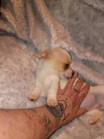 Piggy, a female Chihuahua for sale in Madisonville, KY – 2 of 4