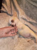 Piggy, a female Chihuahua for sale in Madisonville, KY – 4 of 4