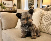 Daisy, a female Yorkshire Terrier and Poodle - Miniature  for sale in Madisonville, KY – 2 of 2