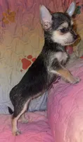 China, a female Chorkie for sale in Madisonville, KY – 3 of 3