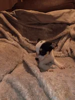 Turner, a male Chihuahua for sale in Madisonville, KY – 4 of 5