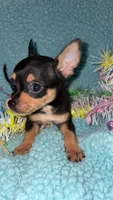 Simon, a male Chihuahua for sale in Madisonville, KY – Photo 2 of 4