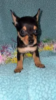 Simon, a male Chihuahua for sale in Madisonville, KY – Photo 1 of 4