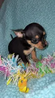 Simon, a male Chihuahua for sale in Madisonville, KY – Photo 4 of 4