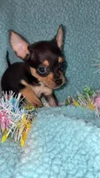 Simon, a male Chihuahua for sale in Madisonville, KY – Photo 3 of 4