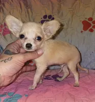 Titan, a male Chihuahua for sale in Madisonville, KY – 2 of 3