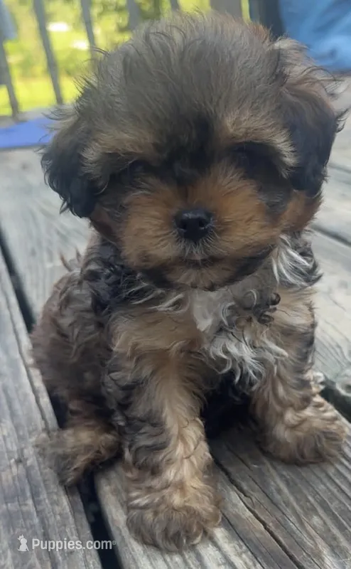 Tike – Shihpoo puppy for sale in Madisonville, KY