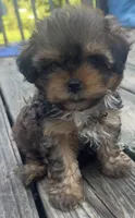 Tike, a male Shihpoo for sale in Madisonville, KY – 1 of 3