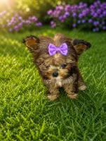 Care bear, a female Shih Tzu and Yorkshire Terrier for sale in Madisonville, KY – 2 of 3