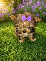 Care bear, a female Shih Tzu and Yorkshire Terrier for sale in Madisonville, KY – 3 of 3