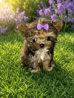 Care bear, a female Shih Tzu and Yorkshire Terrier for sale in Madisonville, KY – 1 of 3