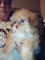 Tedd E. Bear, a male Shihpoo for sale in Madisonville, KY – 3 of 3