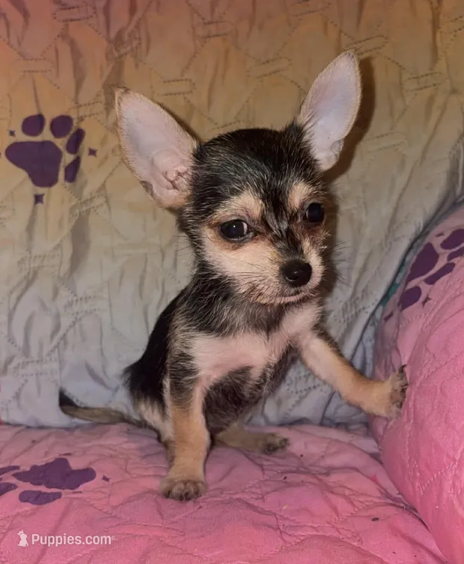 China – Chorkie puppy for sale in Madisonville, KY