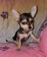 China, a female Chorkie for sale in Madisonville, KY – 1 of 3