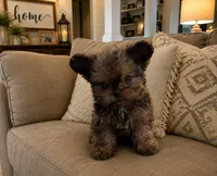 Daisy, a female Yorkshire Terrier and Poodle - Miniature  for sale in Madisonville, KY – 1 of 2