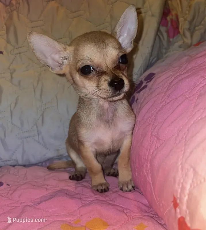 Brownie – Chihuahua puppy for sale in Madisonville, KY