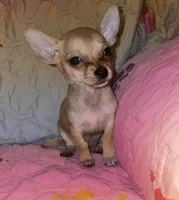 Brownie, a female Chihuahua for sale in Madisonville, KY – 1 of 3
