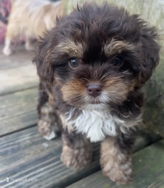 Kingsley – Shihpoo puppy for sale in Madisonville, KY
