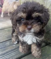 Kingsley, a male Shihpoo for sale in Madisonville, KY – 1 of 2