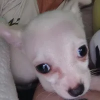 Eli, a male French Bulldog and Chihuahua for sale in Madisonville, KY – Photo 1 of 6