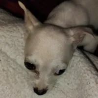 Eli, a male French Bulldog and Chihuahua for sale in Madisonville, KY – Photo 5 of 6