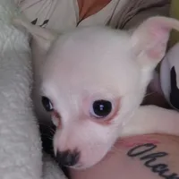 Eli, a male French Bulldog and Chihuahua for sale in Madisonville, KY – Photo 2 of 6