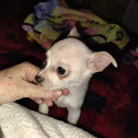 Eli, a male French Bulldog and Chihuahua for sale in Madisonville, KY – Photo 6 of 6