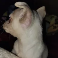 Eli, a male French Bulldog and Chihuahua for sale in Madisonville, KY – Photo 3 of 6