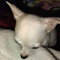 Eli, a male French Bulldog and Chihuahua for sale in Madisonville, KY – Photo 4 of 6