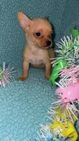 Spud, a male Chihuahua for sale in Madisonville, KY – Photo 2 of 4