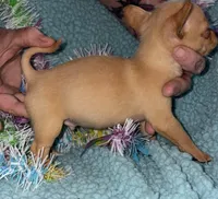 Spud, a male Chihuahua for sale in Madisonville, KY – Photo 4 of 4