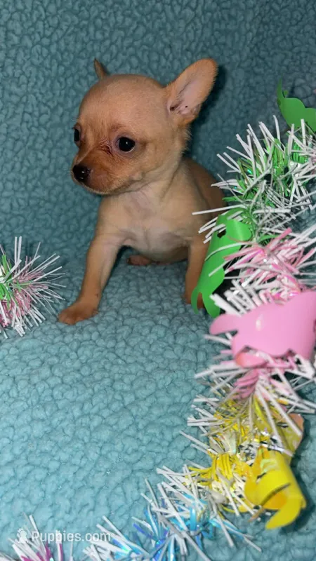 Spud – Chihuahua puppy for sale in Madisonville, KY