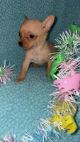 Spud, a male Chihuahua for sale in Madisonville, KY – Photo 1 of 4