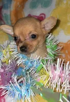 Spud, a male Chihuahua for sale in Madisonville, KY – Photo 3 of 4