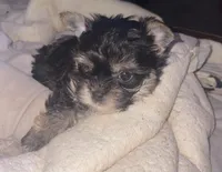 Shadow, a male Chinese Crested and Yorkshire Terrier for sale in Madisonville, KY – 4 of 4