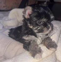 Shadow, a male Chinese Crested and Yorkshire Terrier for sale in Madisonville, KY – 2 of 4