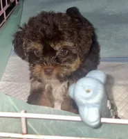 Kingsley, a male Shihpoo for sale in Madisonville, KY – 2 of 2